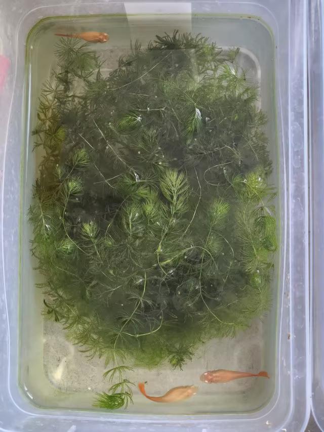 我喂的孔雀鱼为什么婀娜多姿
                   微头条
我的三