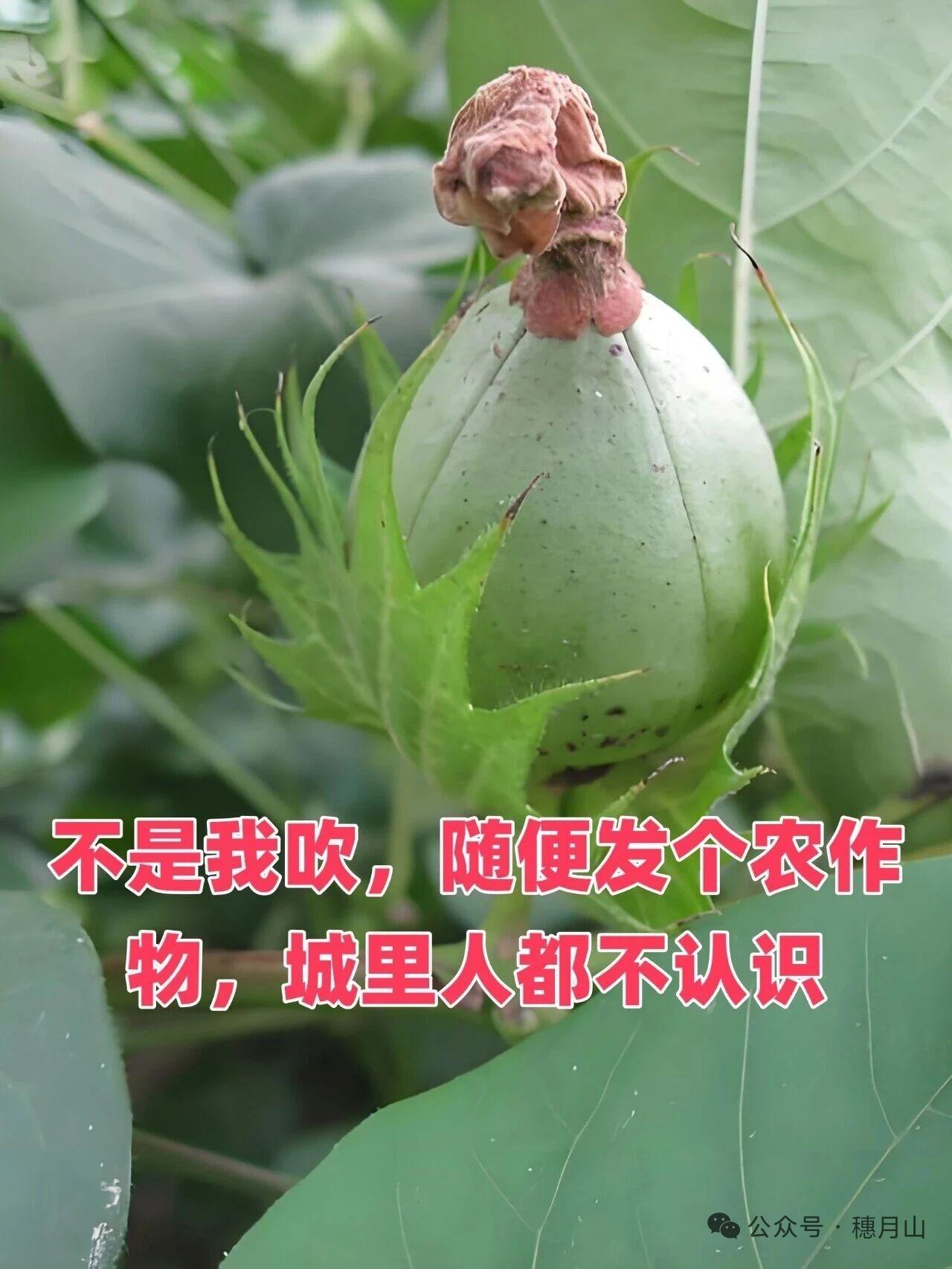 农村人回避一下，城里人估计没几个认识的这种农作物，我问了身边城里长大的很多年轻人