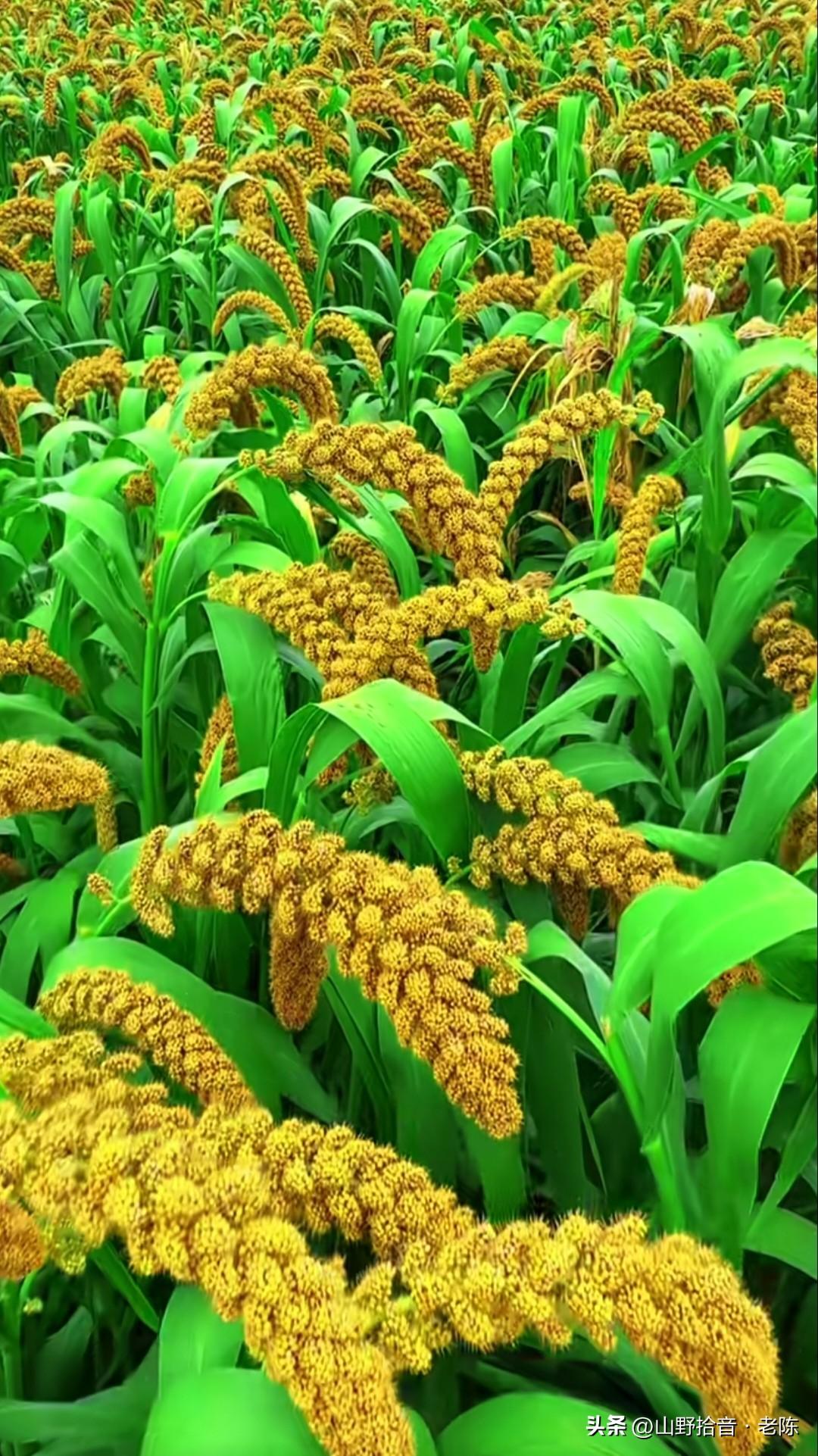 田野里藏着最踏实的幸福！🌾
看这金黄的稻谷、饱满的麦穗，还有红彤彤的高粱和沉甸