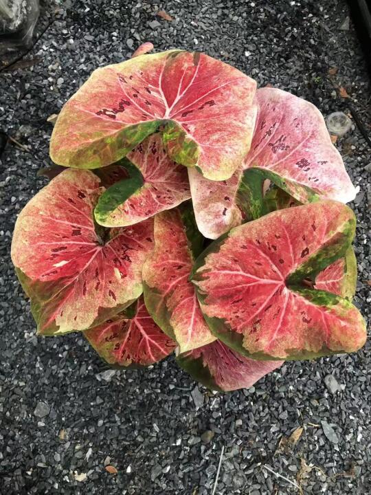 下批泰彩预告——米奇头