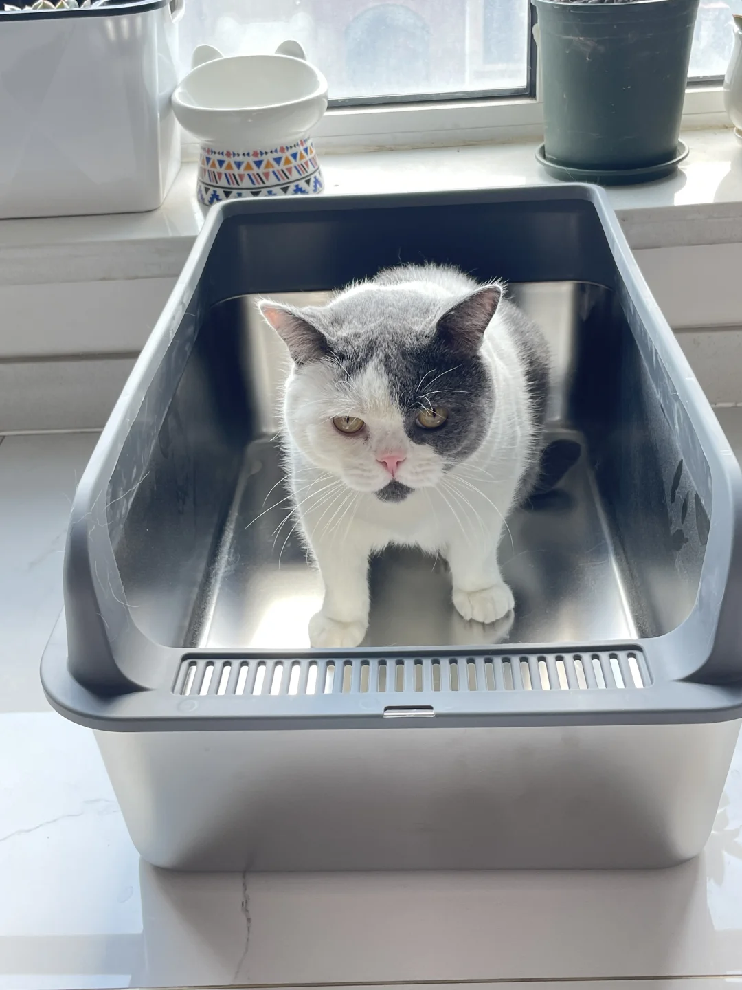 猫砂盆也可以睡！