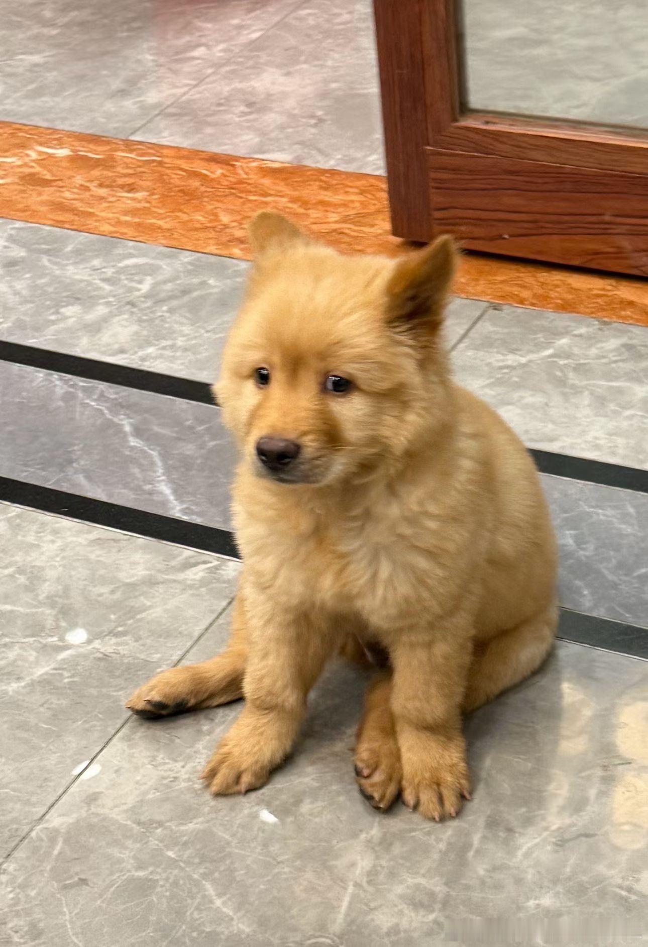 小狗🐶这小眼神看着有点无助呀[允悲]！小姑娘软磨硬泡了好久，就为去邻居家看它。