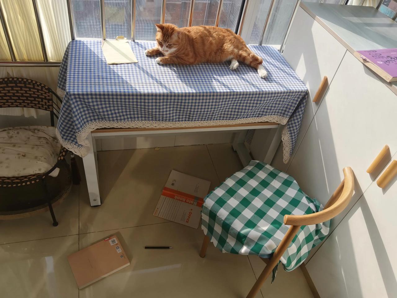 陋室读会书：为什么每次看会书，猫猫都要把桌上的东西全扒拉下来才肯罢休呢？都扒拉下