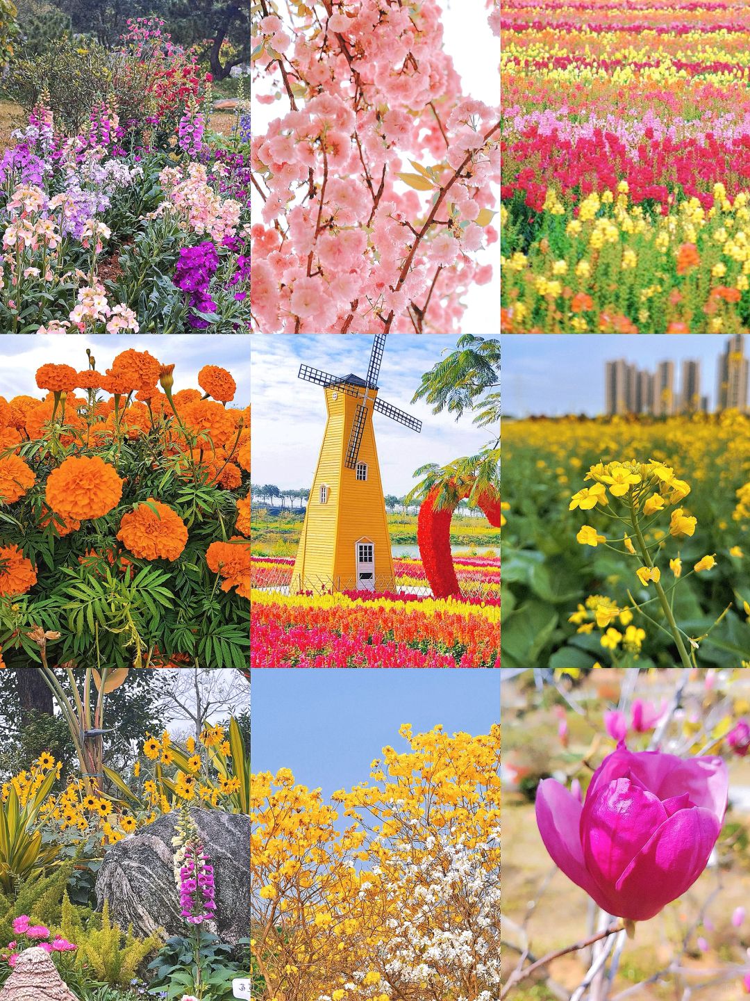 🌸东莞春日「限定花海」,再不来就晚了🍃