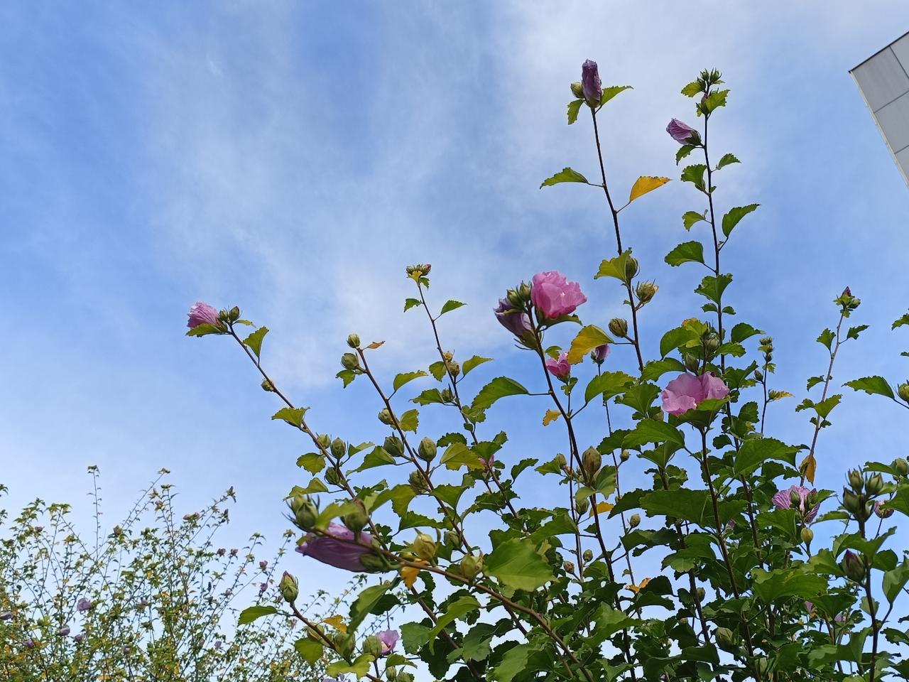 今天天气不错。
去医院买药，发现医院里的木槿花还在开放。