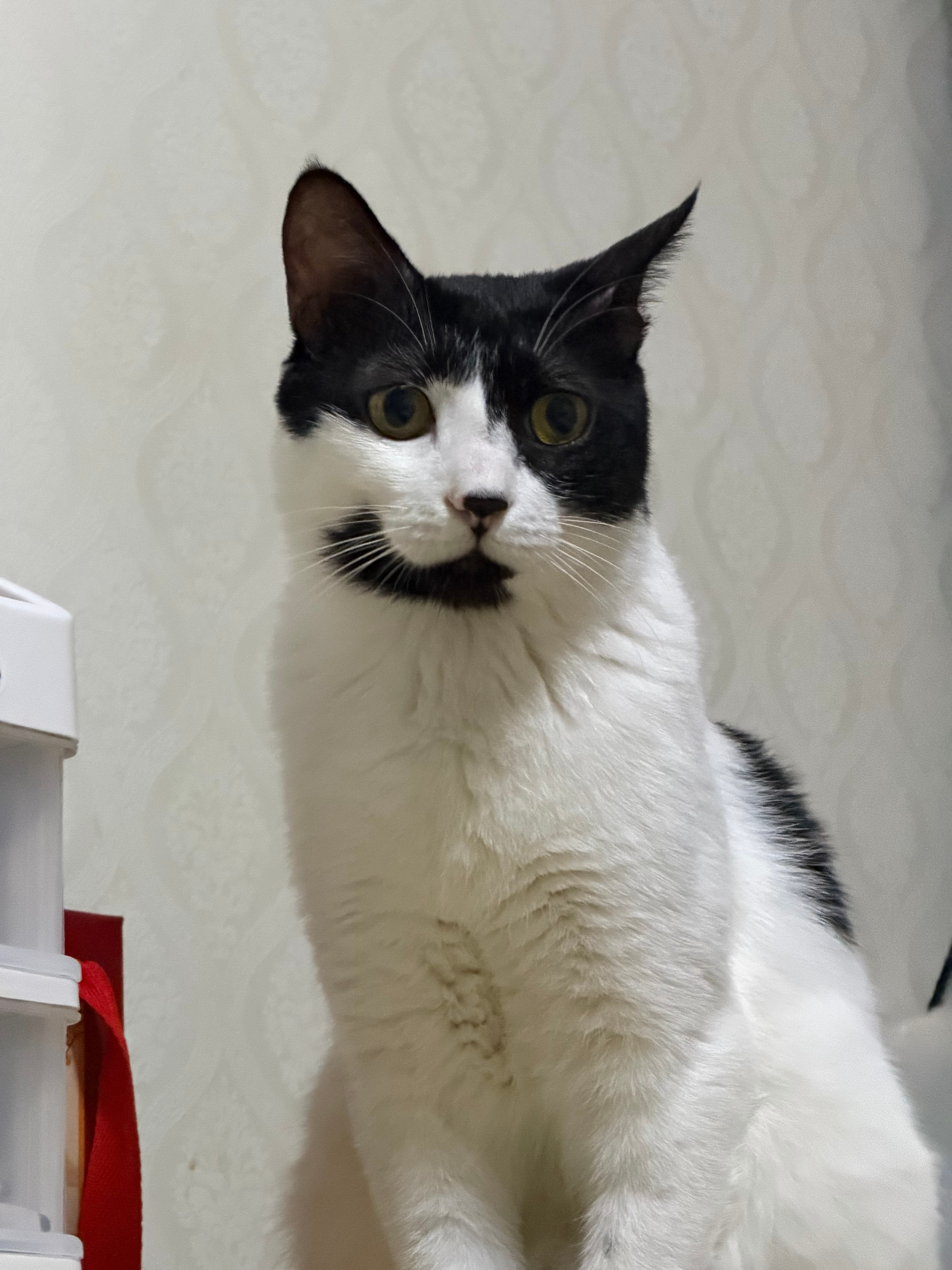 银行是我救助的第一只流浪猫 也是我唯一一只从出生开始看着长大的猫从一开始我就觉得