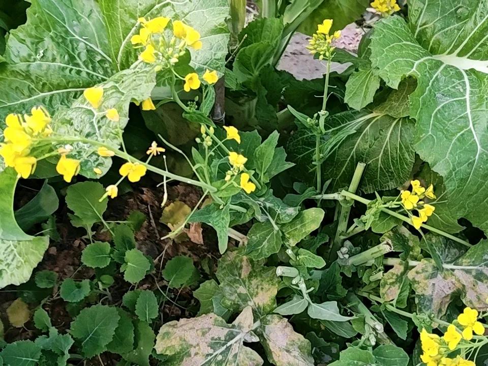 🥀花