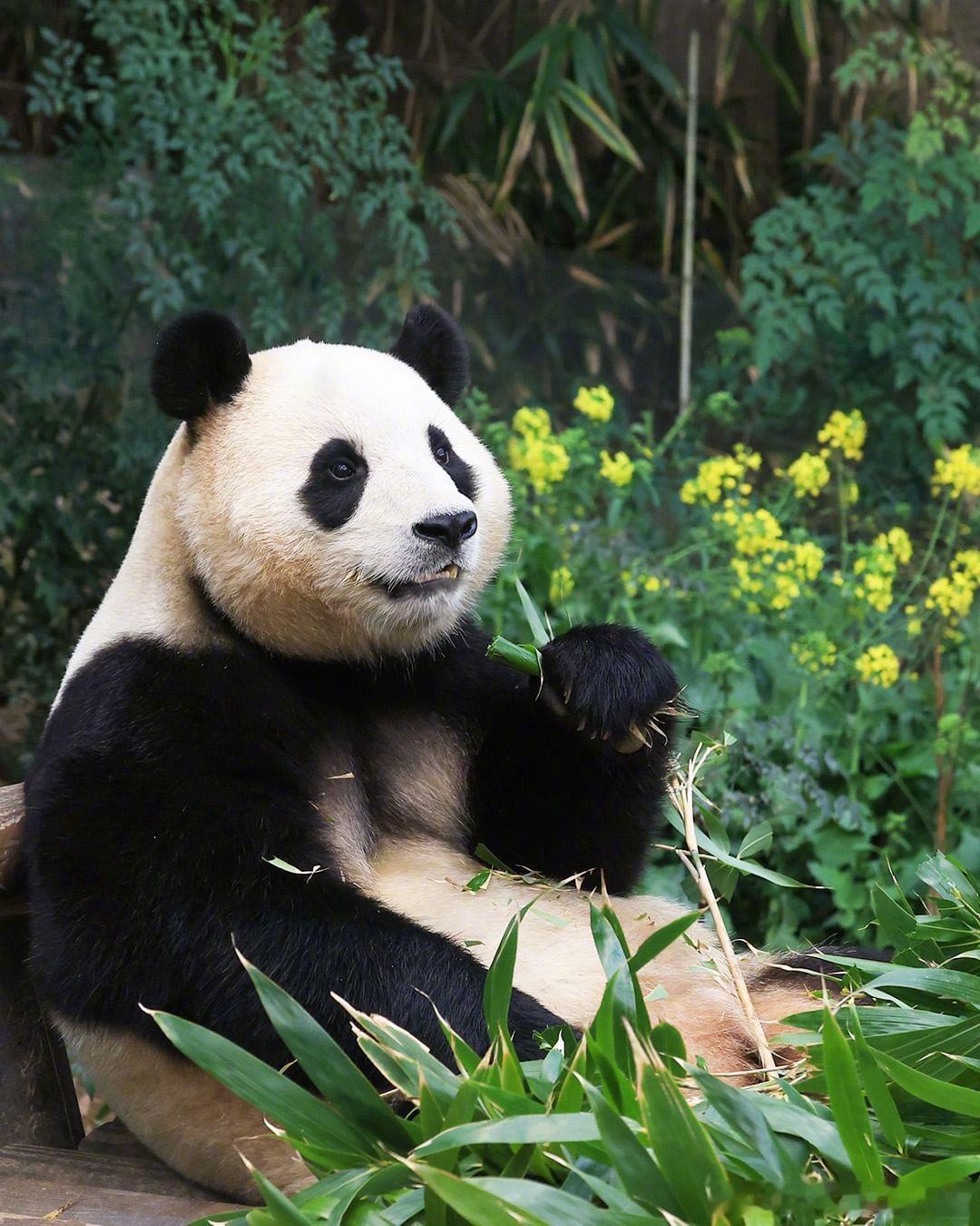 ee们，快看看这是哪位熊宝呀？[憧憬]#大熊猫福宝[超话]# #熊猫趣图#（图源