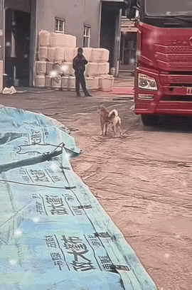 日子再难又咋样？这小家伙可是我的家人，砸锅卖铁都不卖！