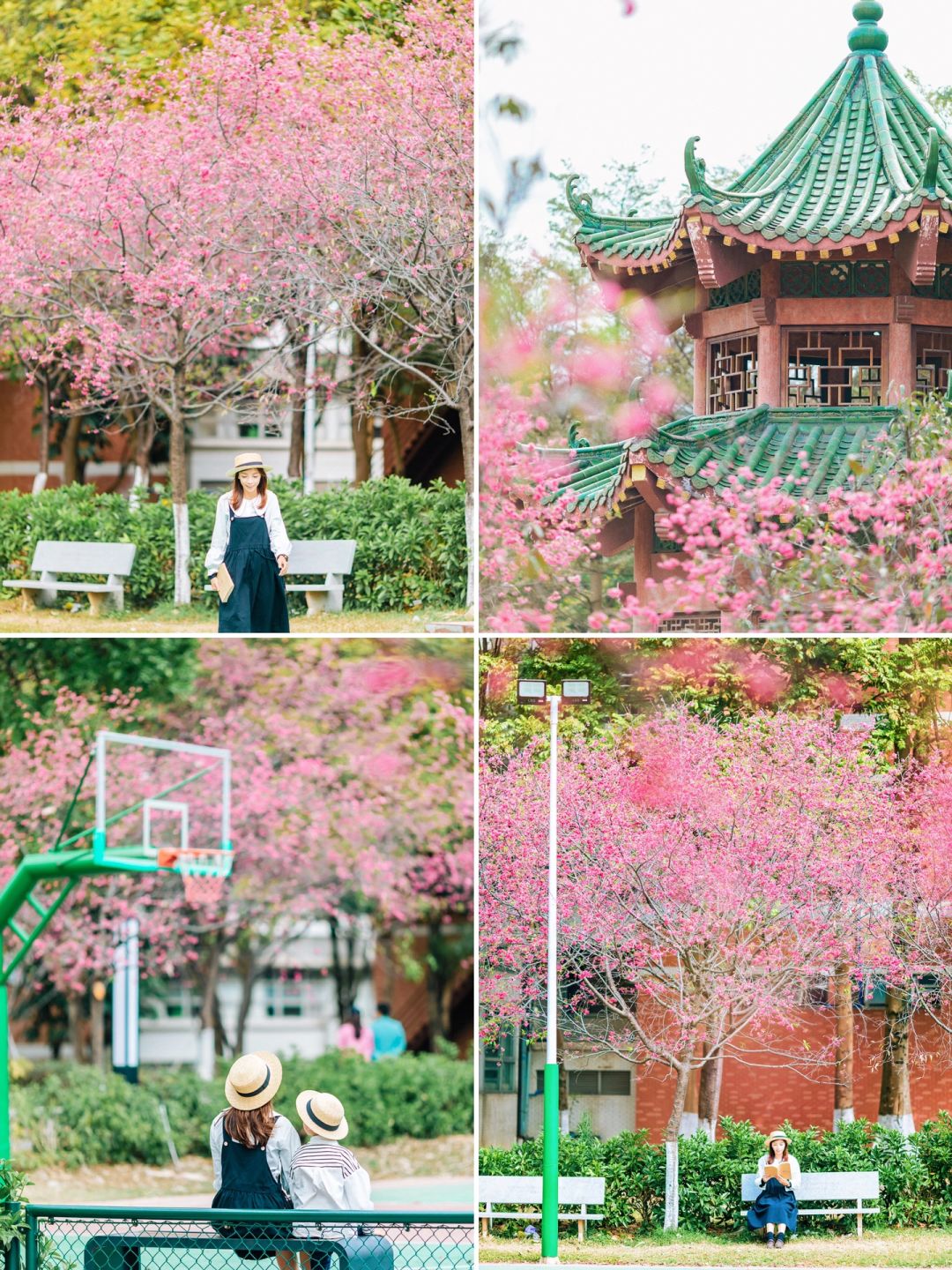 广州第1⃣️批樱花盛放🌸🌸粉色浪漫如约而至