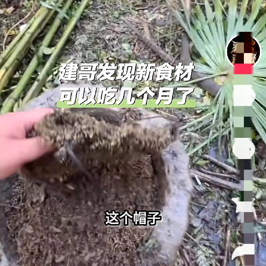 谁懂啊！
张家界荒野求生赛
直接变成“资源捡漏大赛”，建哥找到能吃几个月的新食材