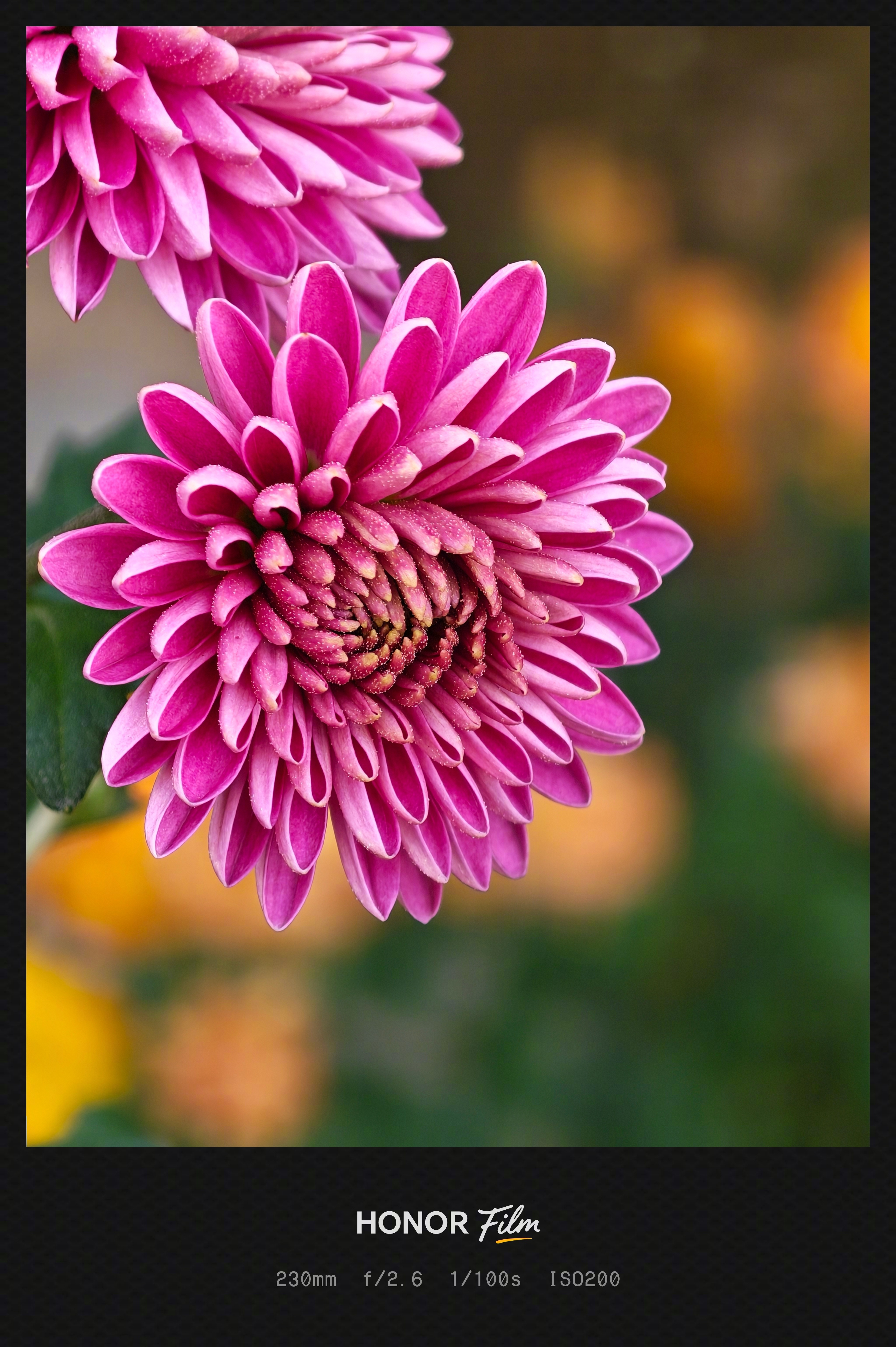 还是很喜欢荣耀今年的影像，不管是焦段覆盖、色彩还是人像虚化都相当好，尤其是人像模