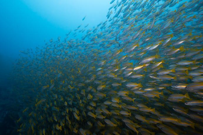 #李现水下摄影梦回河神# 李现的水下摄影初体验，犹如一颗璀璨的星辰，照亮了河神的