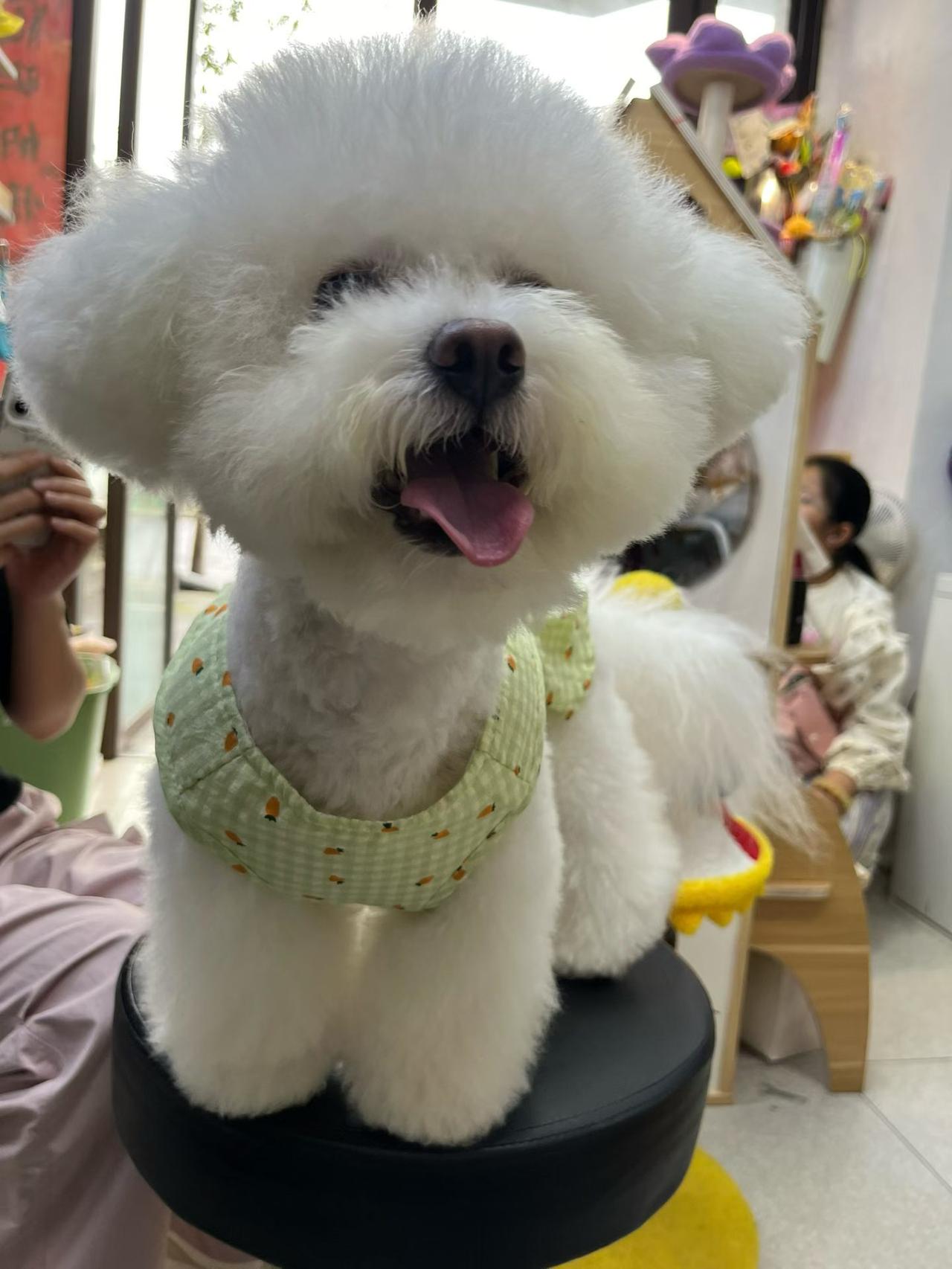 成都侄儿家养的宠物狗叫：豆花，长得可爱萌萌哒，它是“狗医生”的形象代言人呢（图6