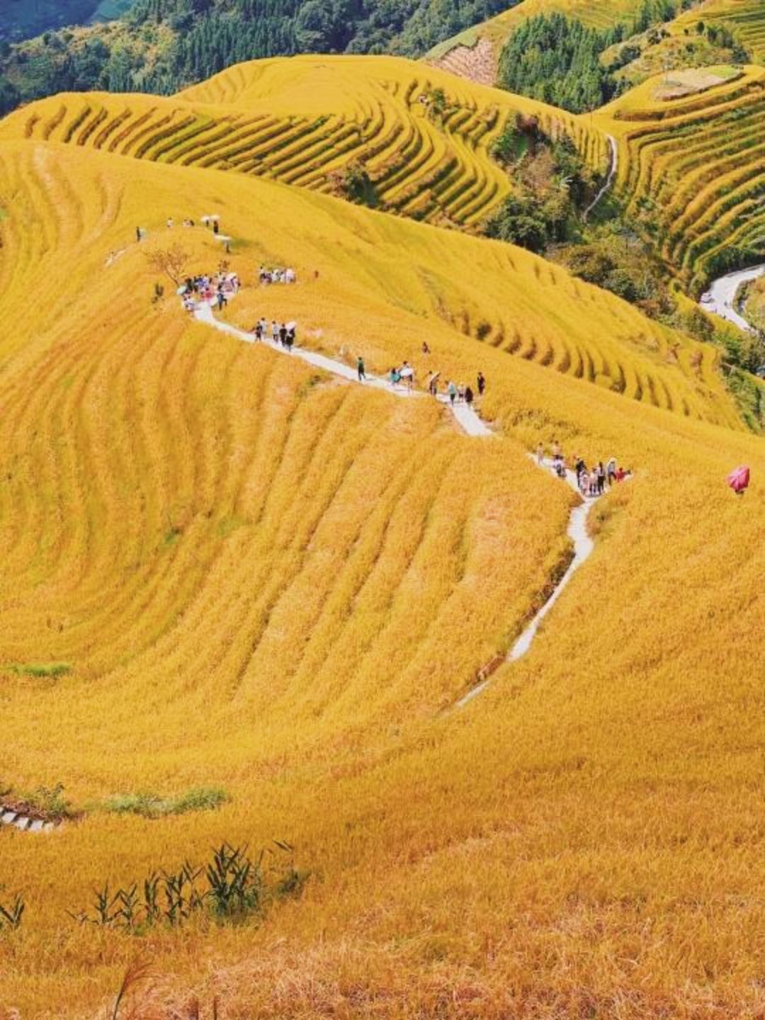 人生建议：10月一定要去看金色龙脊梯田