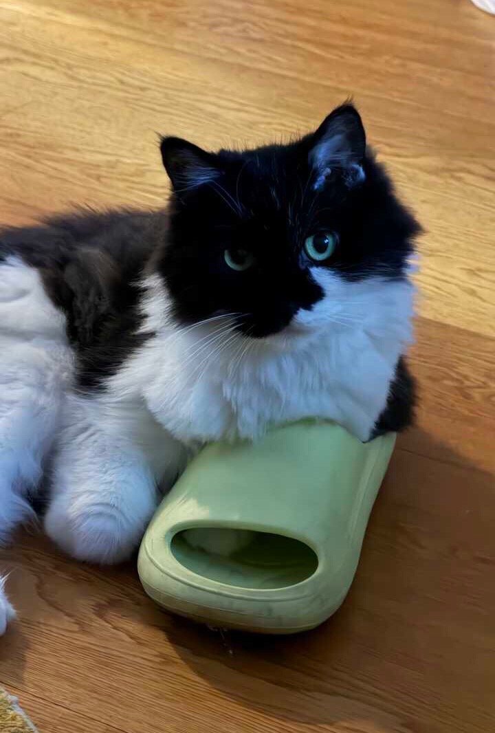 对我来说，您根本没有脚秘密。daily奶牛猫奶粉投稿
