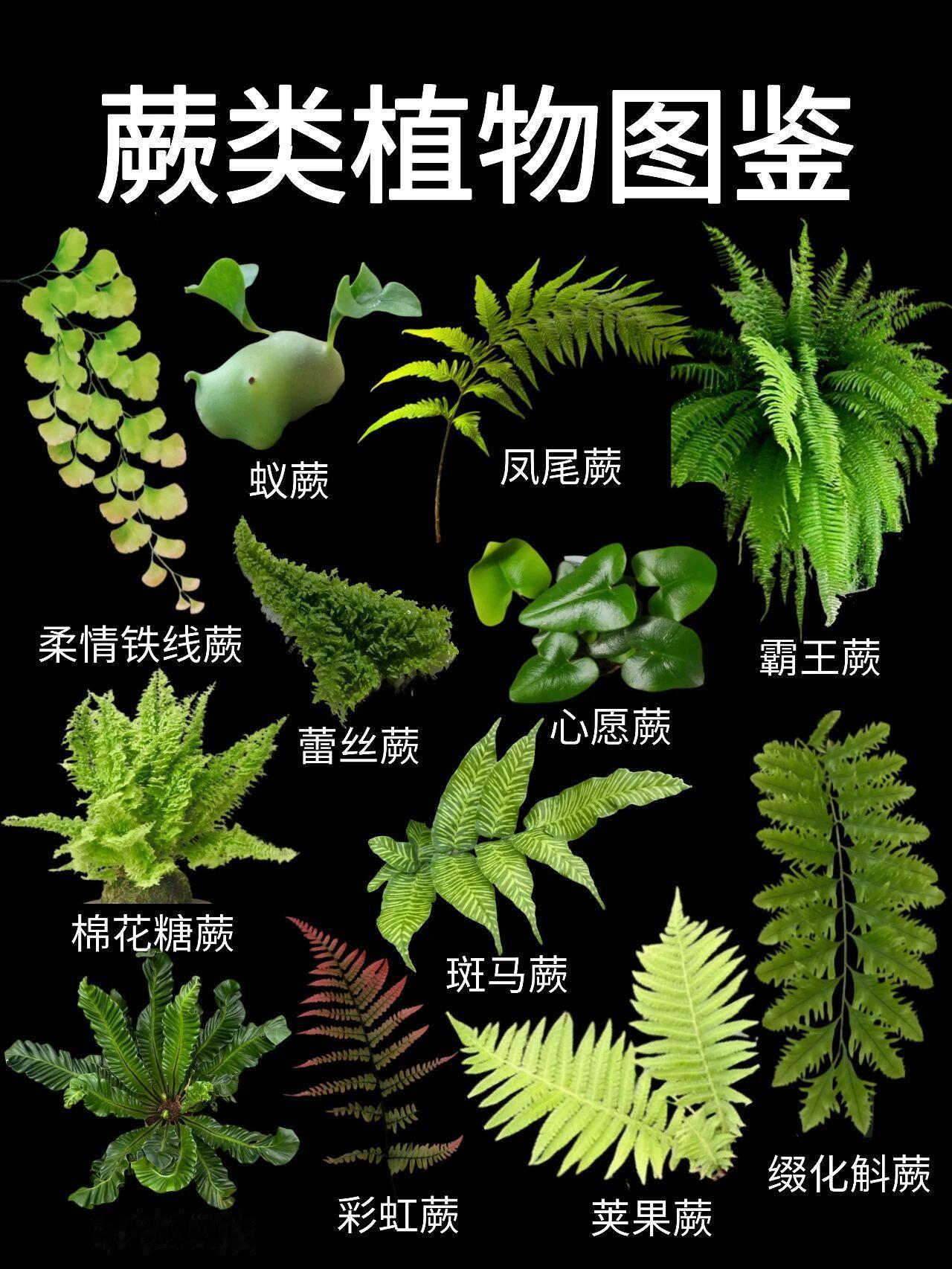 都知道煤炭源于蕨类植物，蕨类还能再次统治地球吗？

蕨类又称羊齿植物，是最高等的