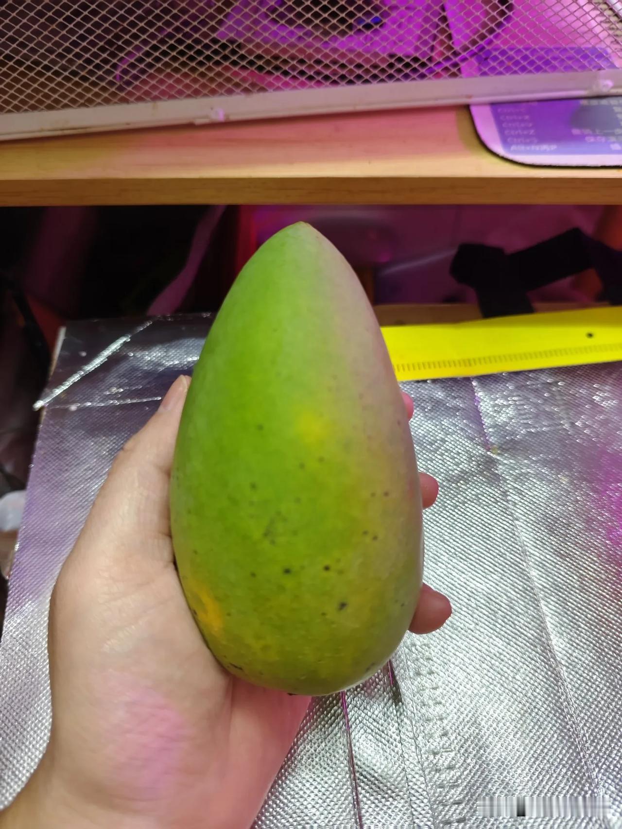 以为忙着开花就能尝到甜头，谁知道吃到嘴里才感觉心酸。
这芒果是周六在一场活动免费