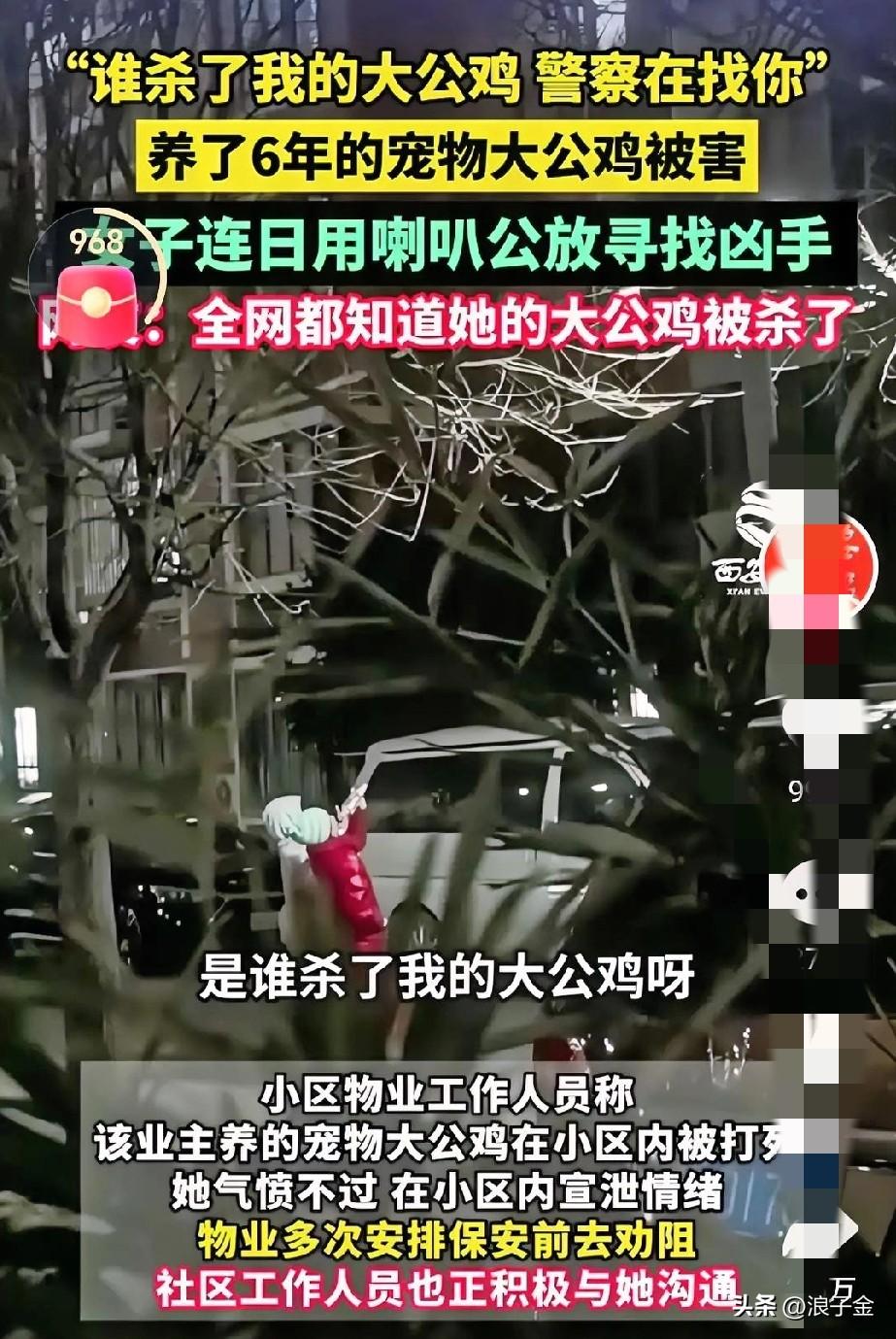 谁杀了我的大公鸡，我也不活了！
北京某小区，整天回荡着：杀我鸡的 你要是不解气 