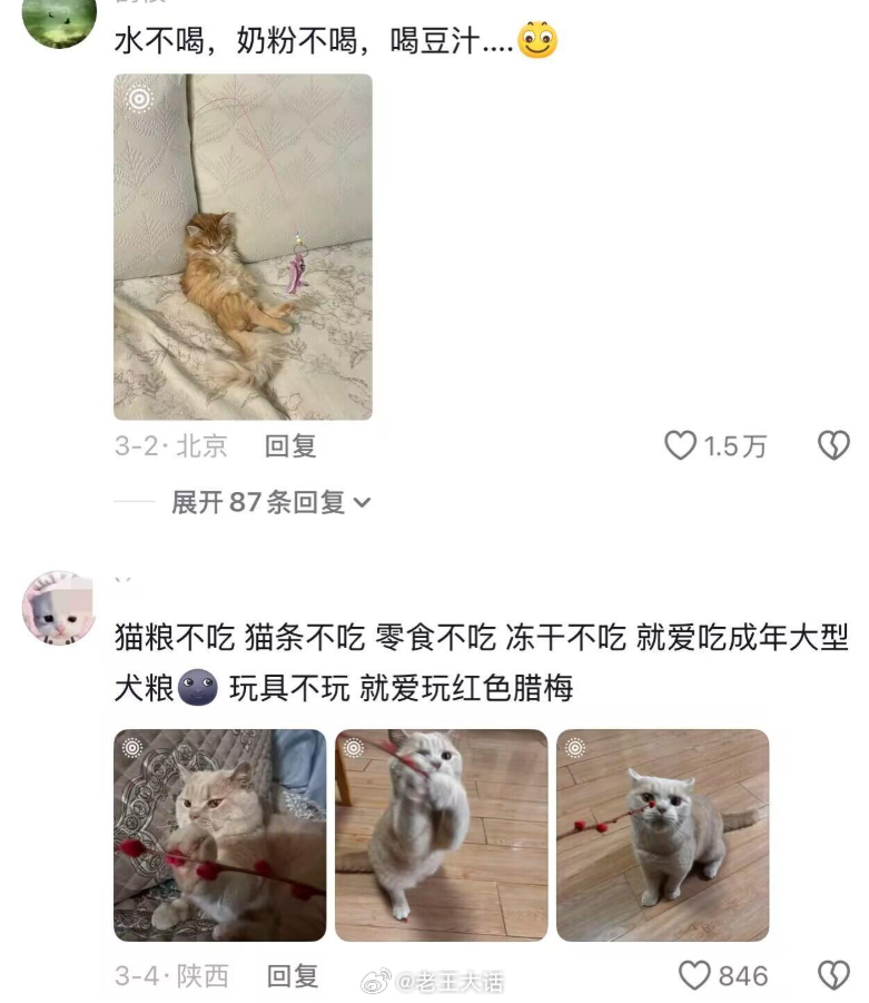 “你不说我怎么知道”爱小猫的人总会找到它的小癖好 