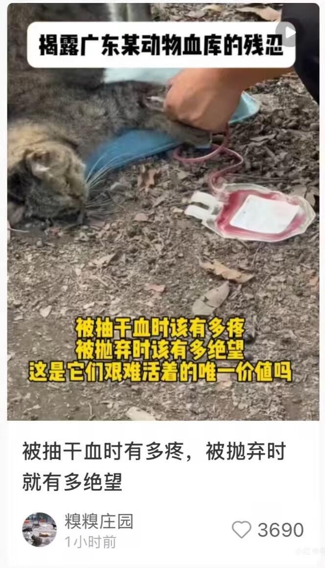 这世界真是越来越没底线了！用流浪猫当血包卖钱？这种事都干得出来，简直不是人！
