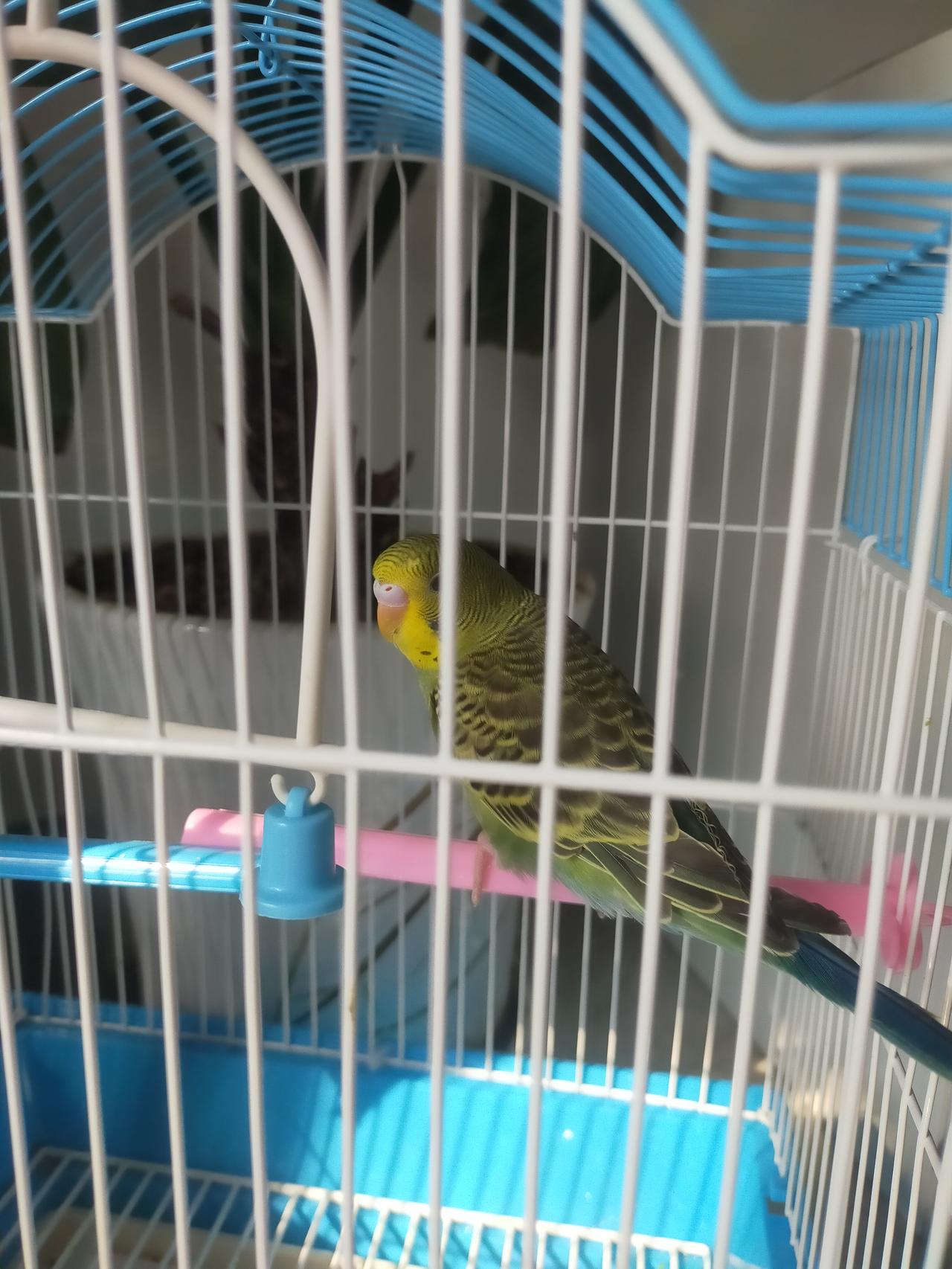 分享我这周有趣的事：
看我儿的宝贝小鸟，为了它俩手机都不玩了