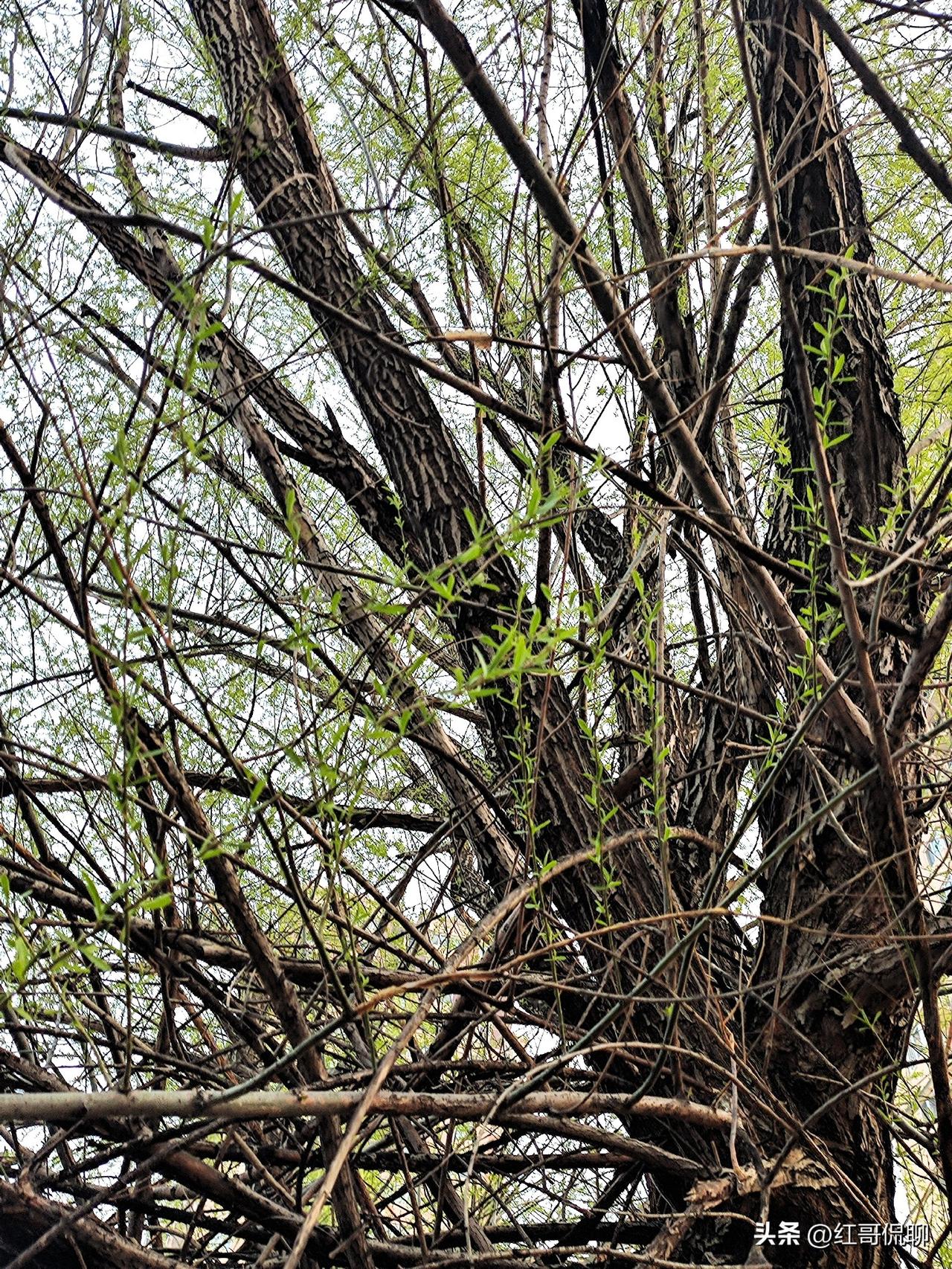 北京这边旱柳树不少，这几天柳叶初长，化用贺知章《咏柳》赋诗一首：
几树旱柳春色好