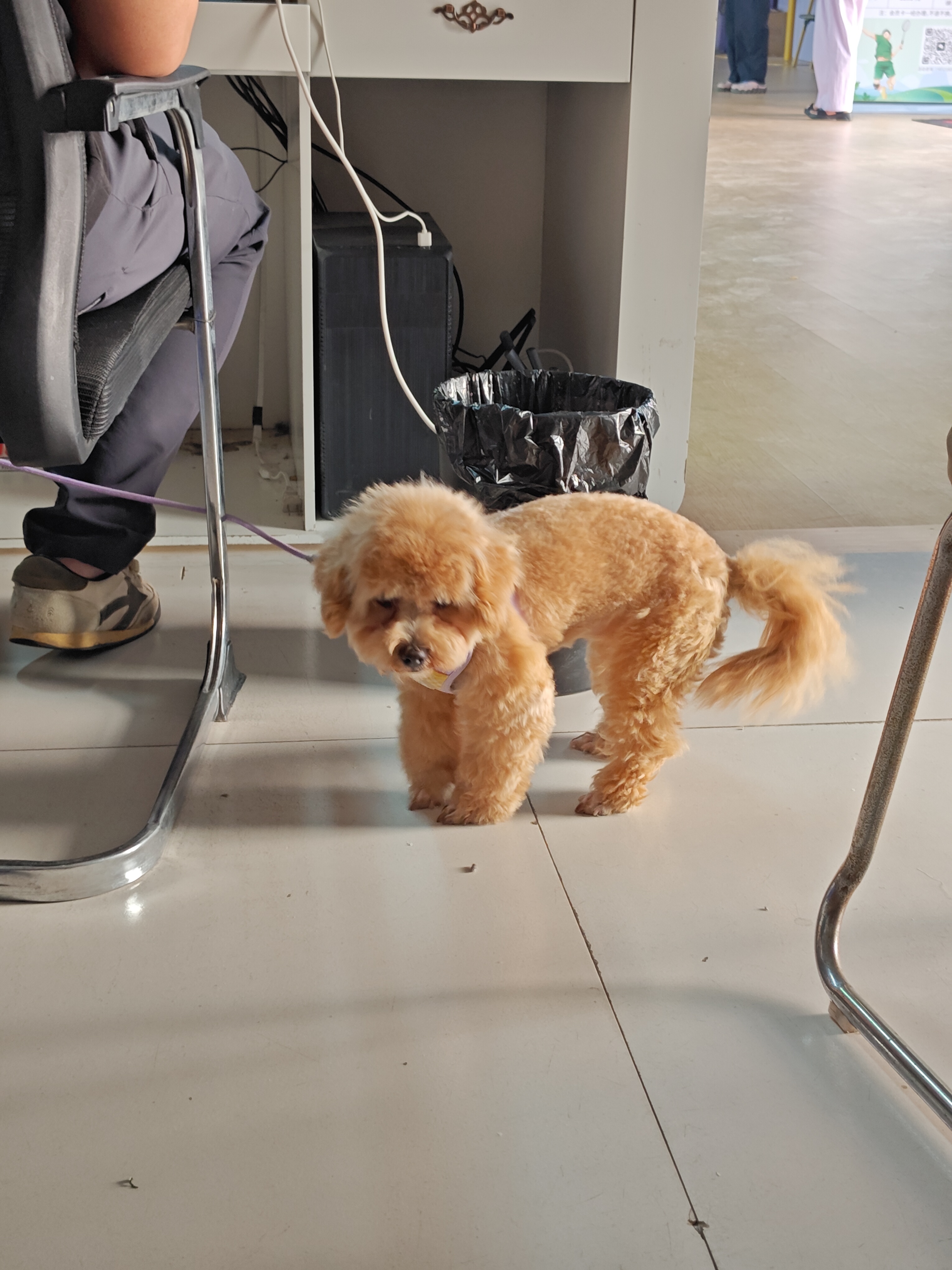 BOSS 的小比熊，修狗多多 