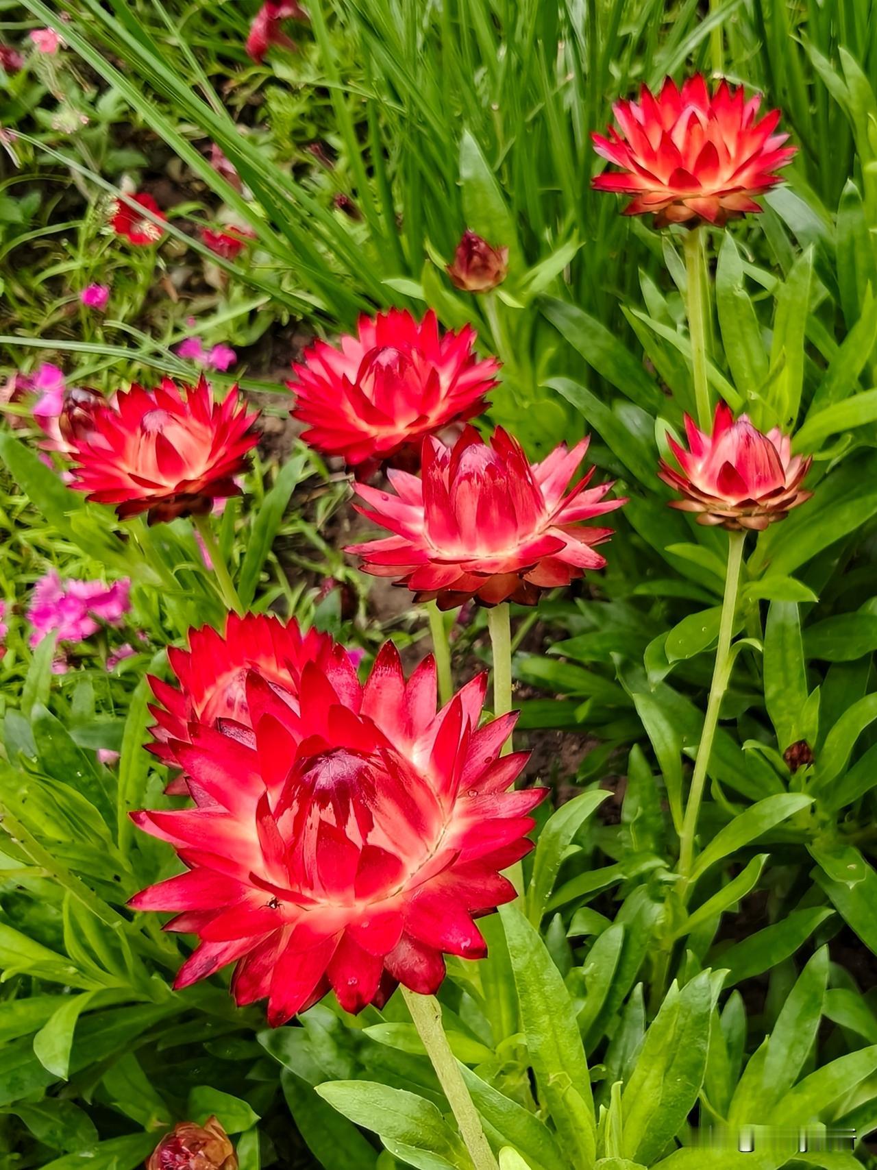 蜡菊
薄蜡裹芳华，风来花自舞，枯荣皆不改，岁岁有嫣然。
