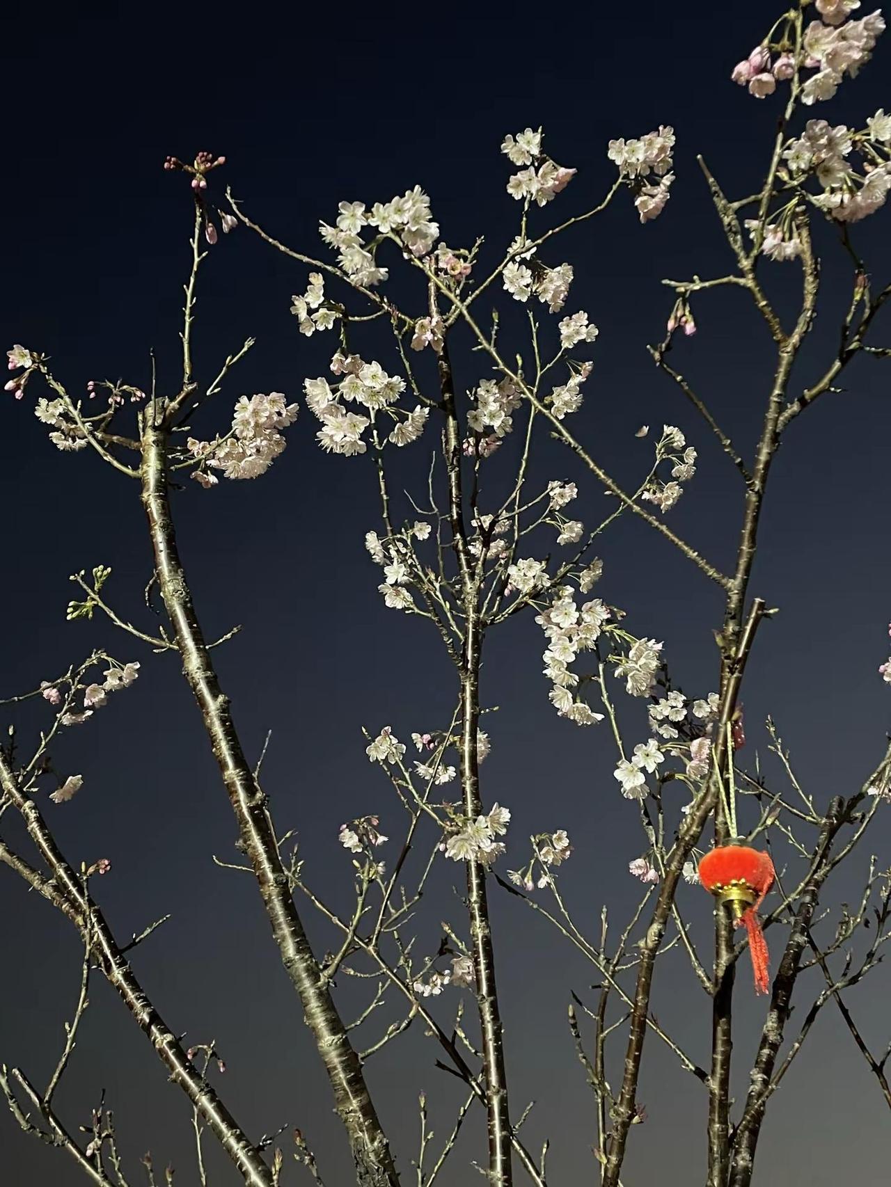 春已至，花已开