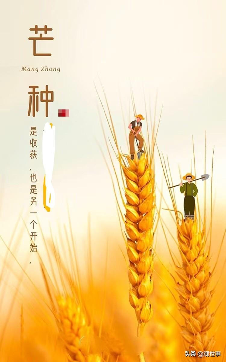 分享随手拍下的花芒种时节