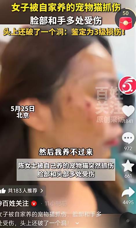 太吓人了！5月28日齐鲁晚报报道，北京，一只平时撒娇卖萌的虎斑猫，竟因主人带回家