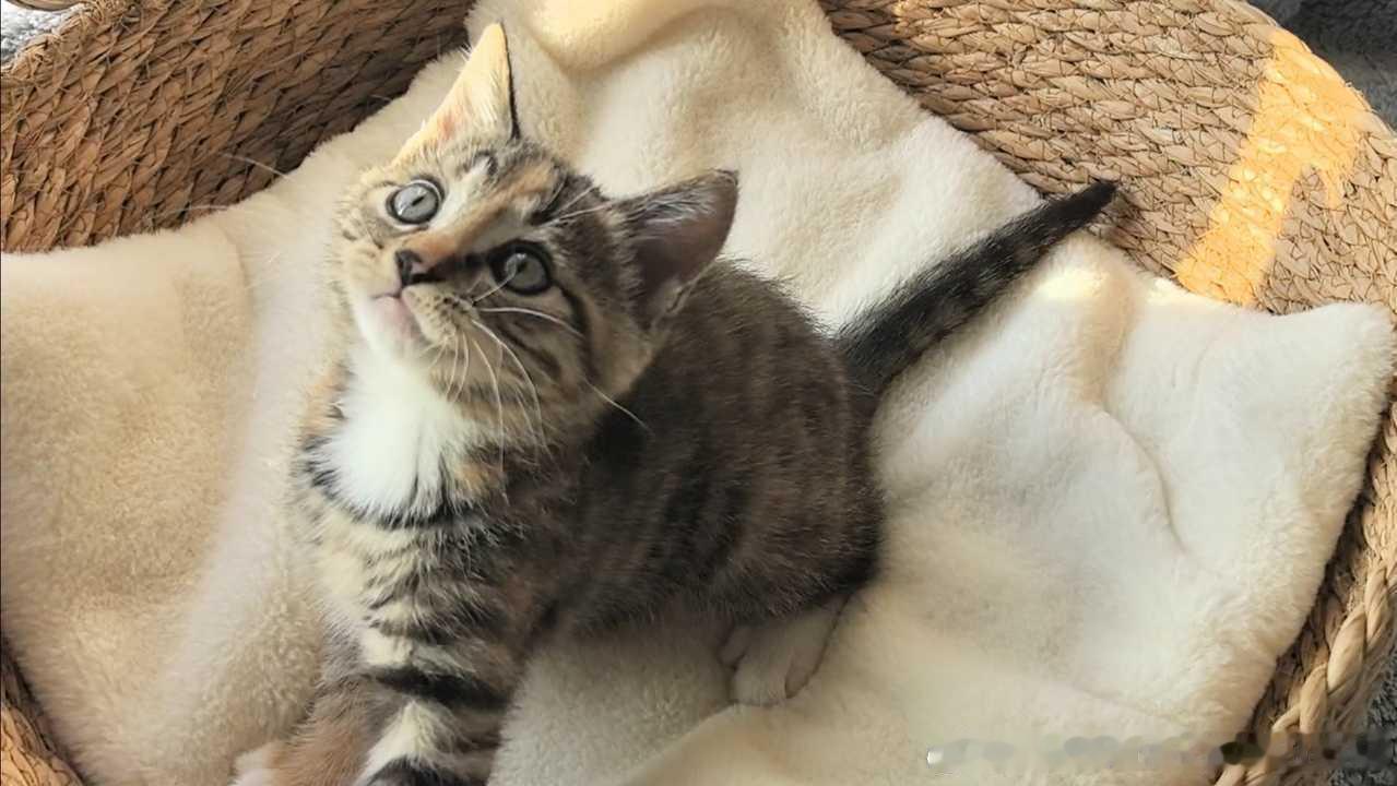 ❗【领养】领养代替购买🐱猫咪领养 🐱领养 2个半月的彩狸妹妹找家啦，是很活泼