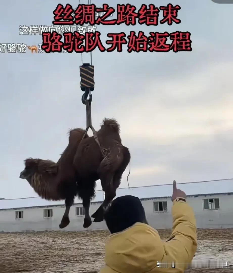 东天山驼队阶段性使命将在郑州圆满收宫。
 
解析：东天山驼队跨年之旅的“剧本杀”