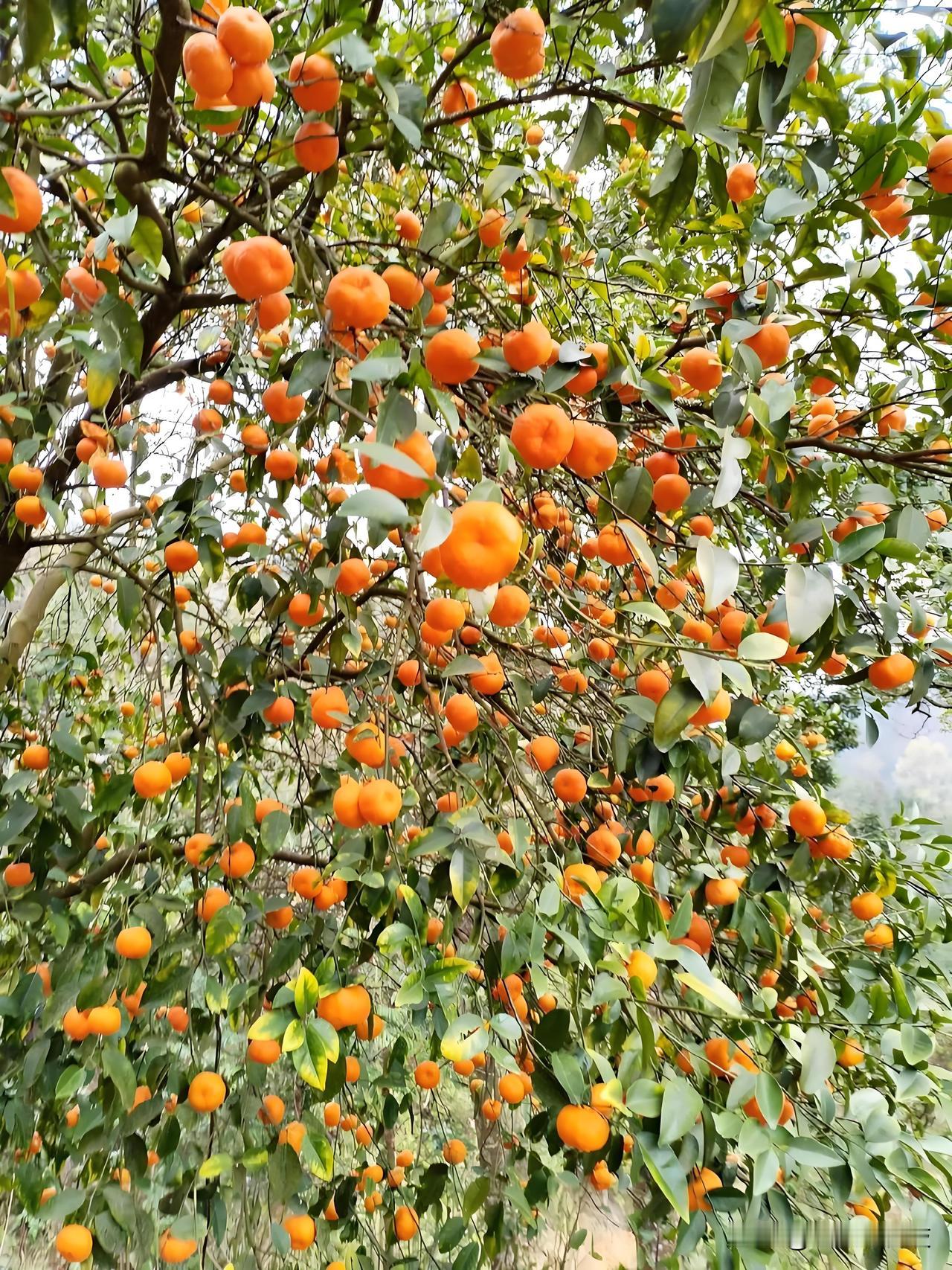 对于我们老百姓来说，最期待的假期当然是春节了！

因为它是每一个家庭一年中最团圆