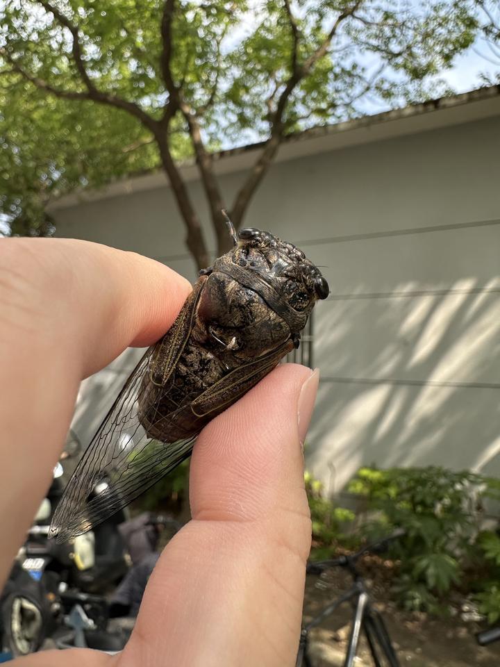 寒蝉鸣泣之时
🈶知道的吗？