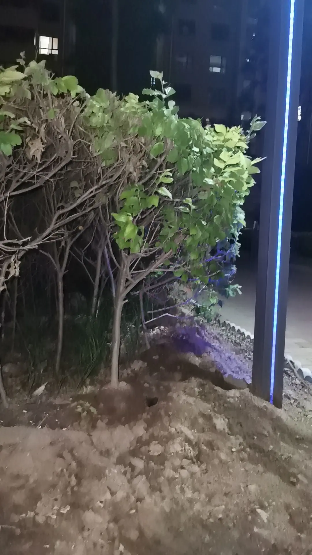 夜晚树和路灯