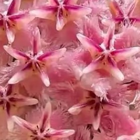 球兰养护方法：1．选择合适的花盆：球兰根系长满花盆后才会开花，因此选择较小的花盆