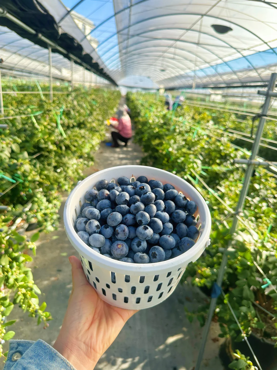 花香蓝莓又降价啦，一桶只要40+。