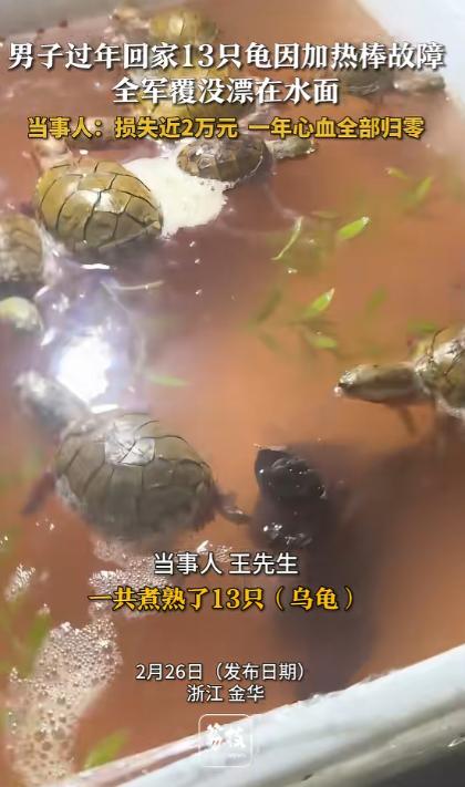 太惨了！浙江金华，男子过年返程回家，进屋后就闻到一股臭味，结果一看鱼缸傻眼了，离