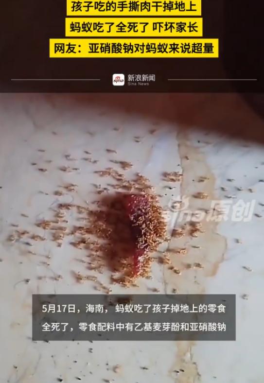海南，一孩子在家中吃零食时不慎掉落地上一块零食，不久后家长发现爬上去偷吃的几只蚂