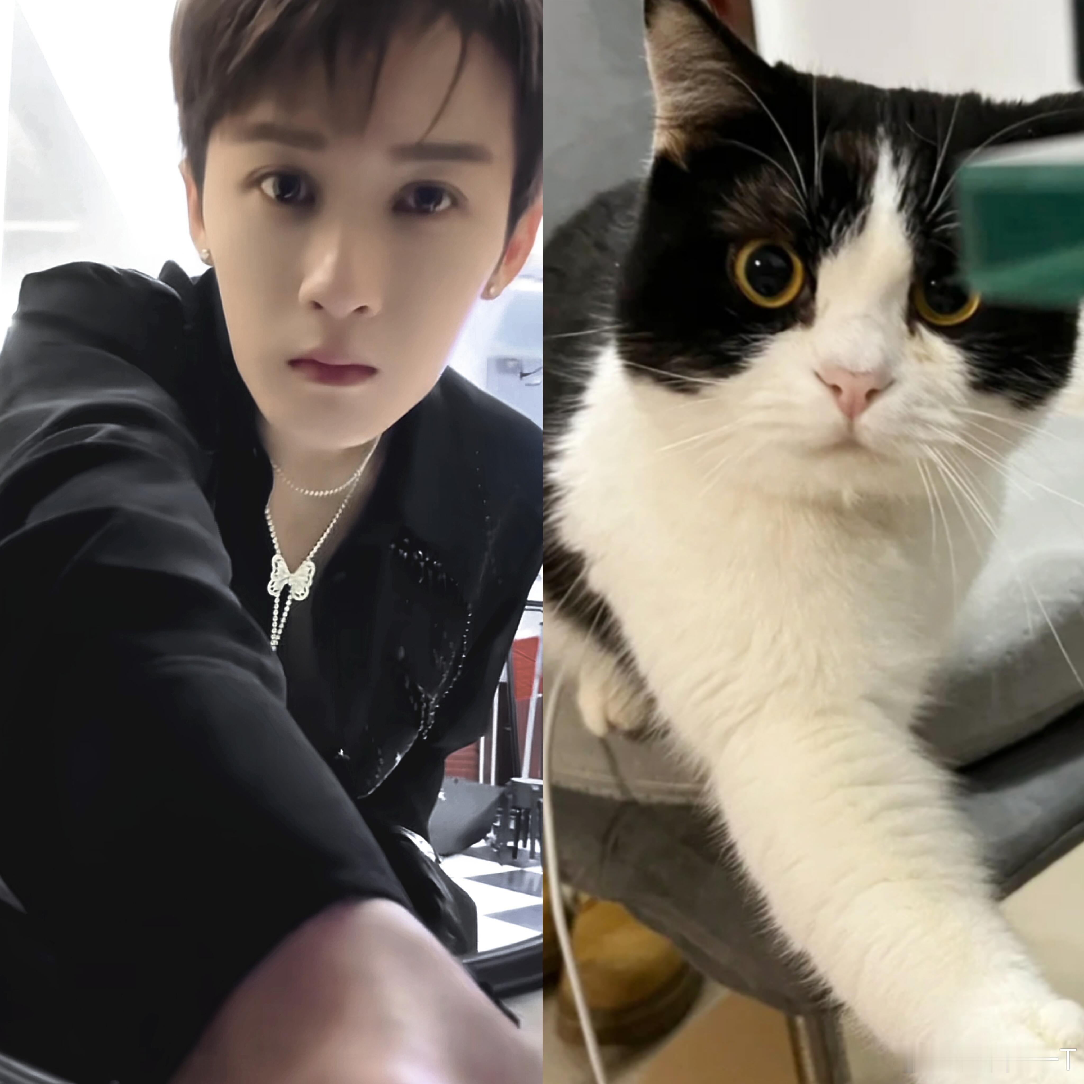 一把抓住猫爪 
