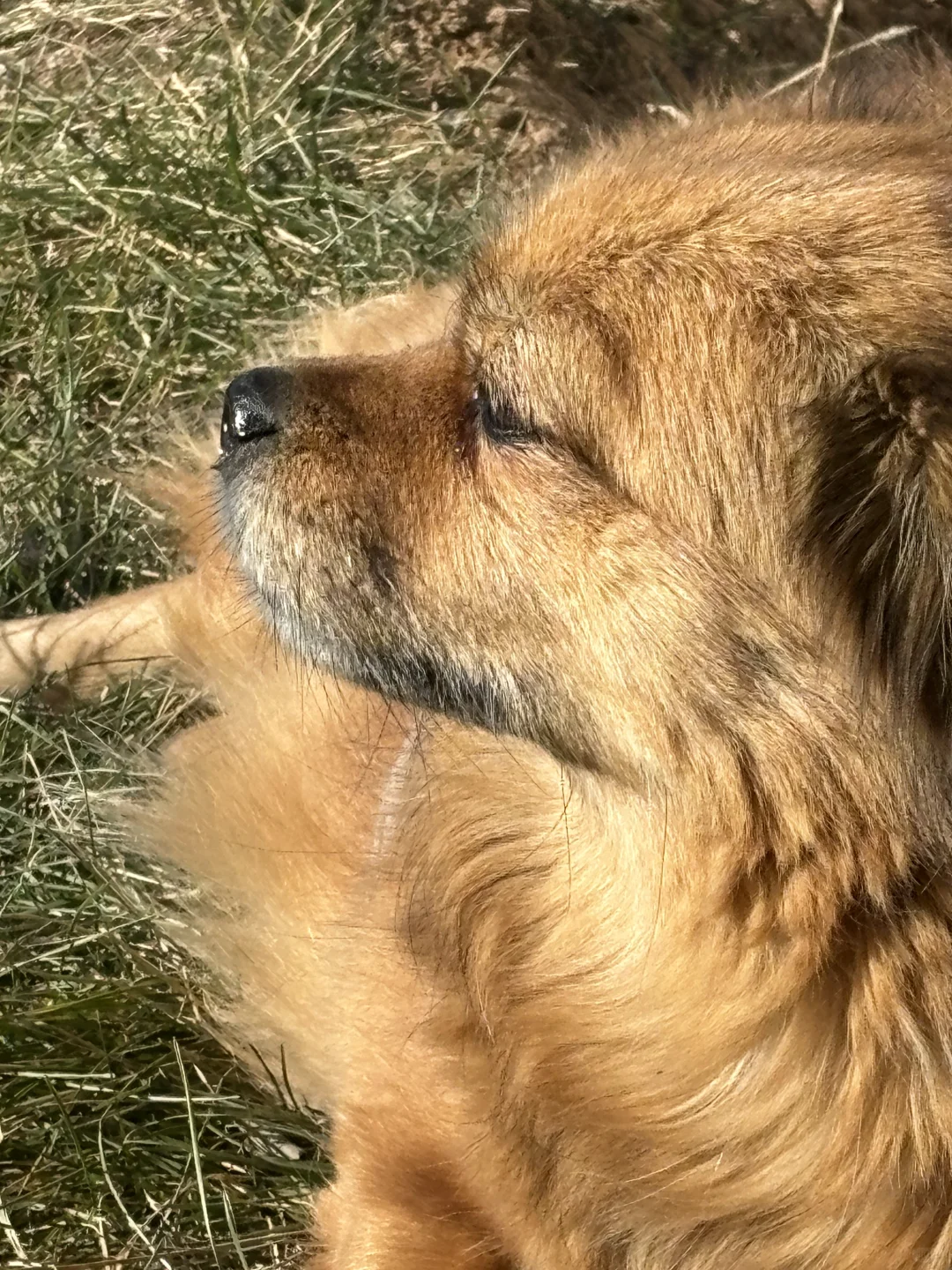 爱晒太阳的小狗一枚