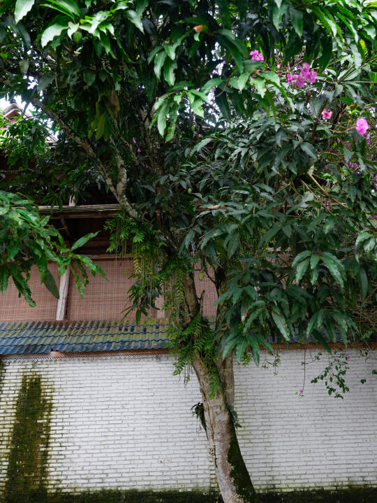 长满石斛和球兰的树，不敢想象春天能有多美