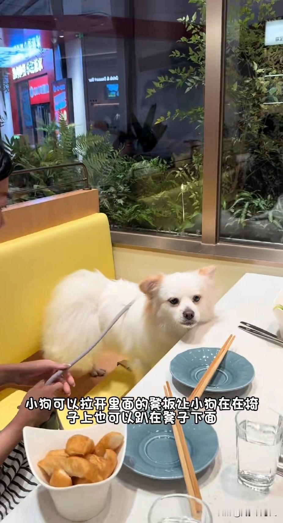 深圳首家海底捞允许宠物上桌与人一起就餐，引网友热议，有人支持
也有人反对

有网
