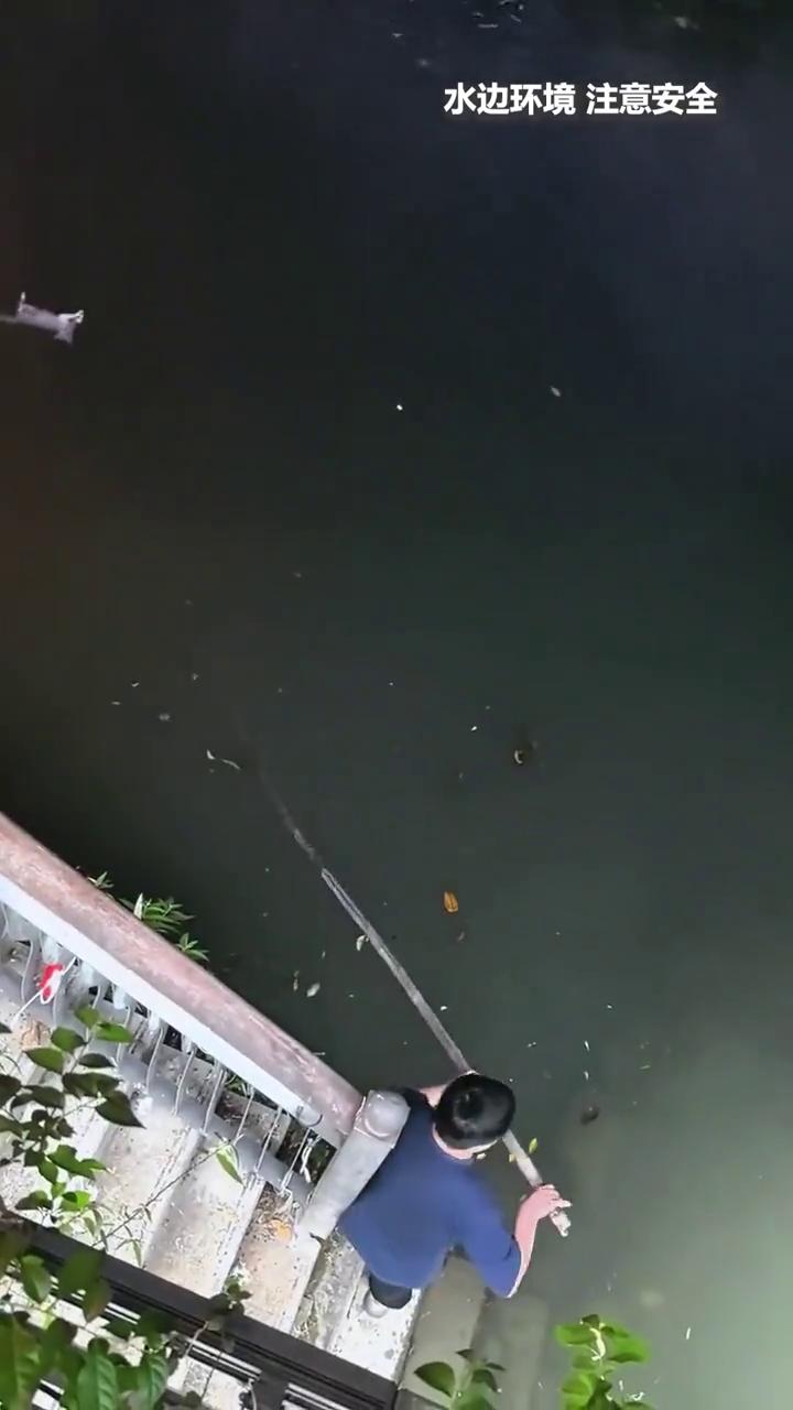 猫咪落水体力不支，小伙涉水将其救起。
小伙用竹竿探水深，捞起小猫时由于动物的应激