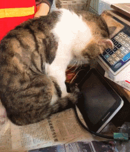 猫咪：我自闭了