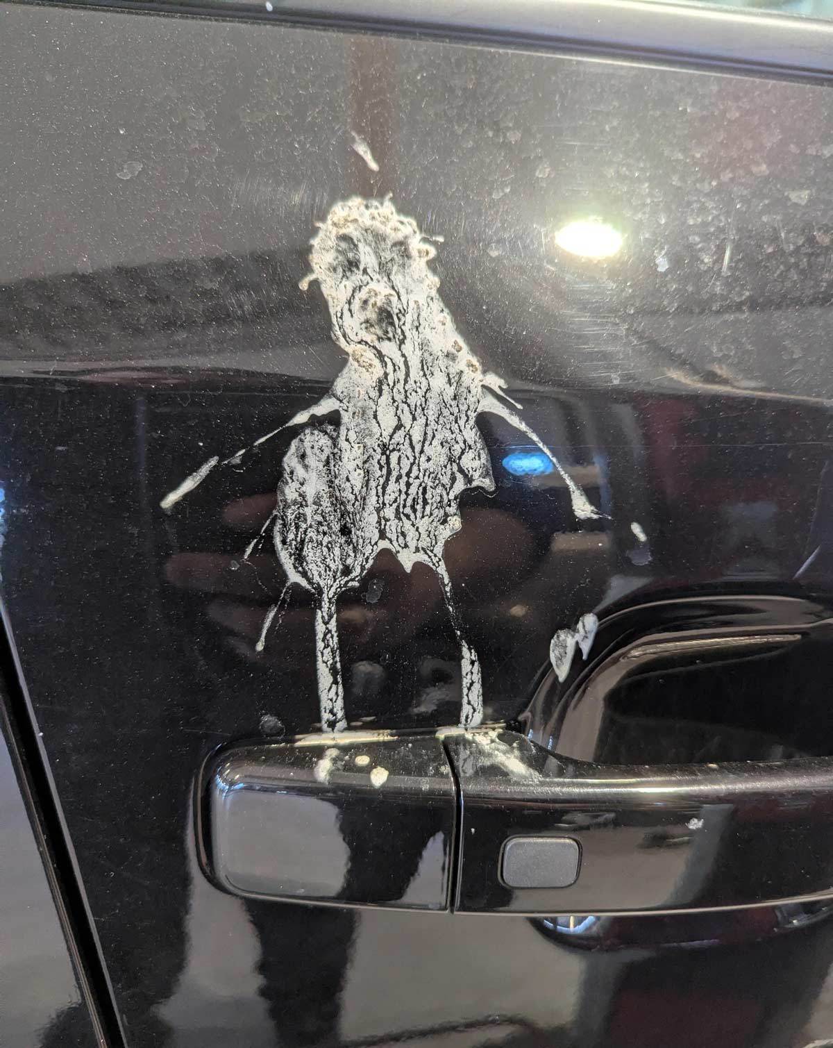在车上留下自画像的海鸥 