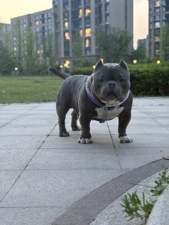 今天是板凳狗🐶