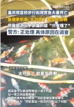 观音桥死亡锦鲤装满三十多个编织袋  重庆观音桥步行街观赏池，一夜之间大量观赏鱼离